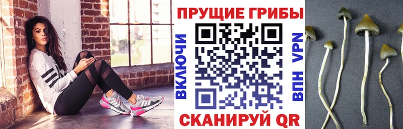 маркетплейс наркотические препараты где найти наркотики Карабаш Псилоцибиновые грибы ЛСД